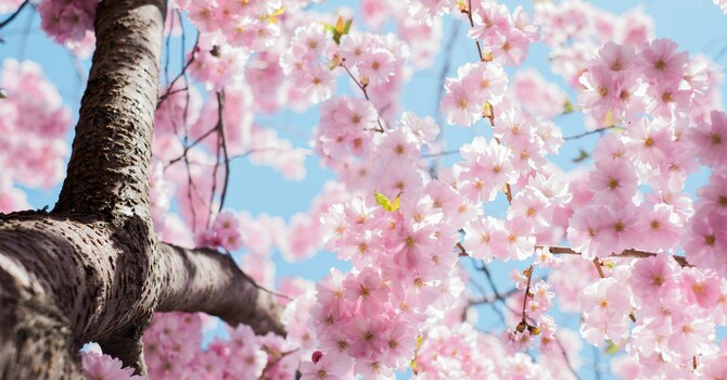 Holistic Psychotherapy
